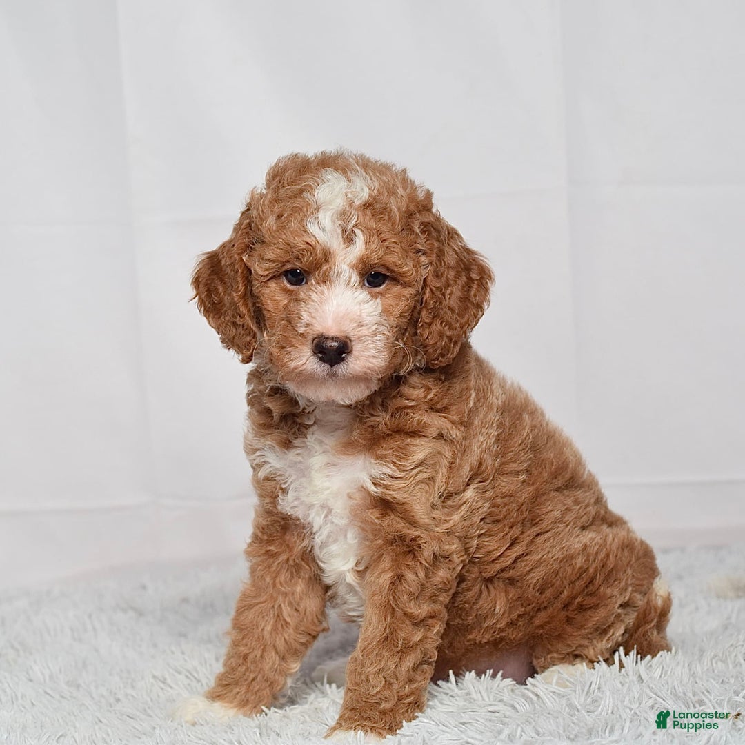 Mini Goldendoodle dogs for sale: Petite Mr Nixon - Image 7