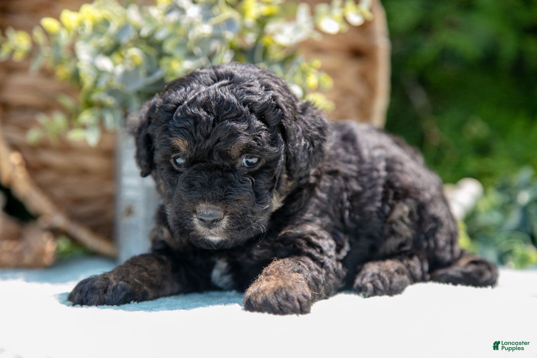 Mini Bernedoodle dogs for sale: Kiki - Image 3