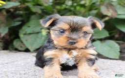 Yorkshire Terrier dogs for sale: Joy - Image 1