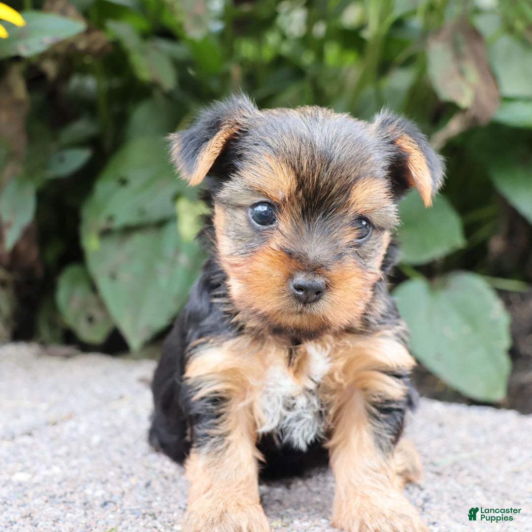Yorkshire Terrier dogs for sale: Joy - Image 1