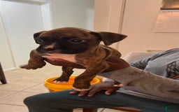 Boxer dogs for sale: Puppy 3 - Image 2