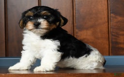 Yorkiepoo dogs for sale: Becka - Image 6