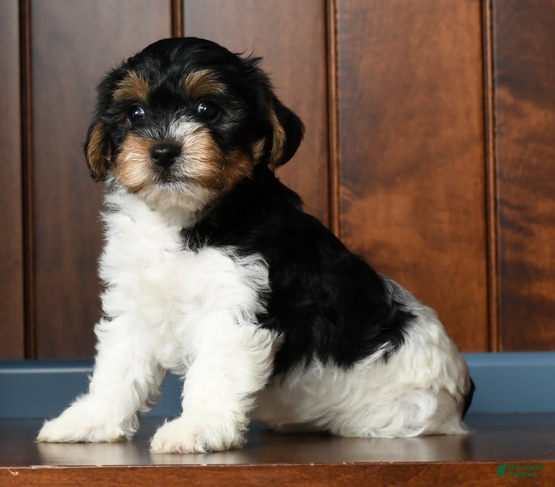 Yorkiepoo dogs for sale: Becka - Image 6