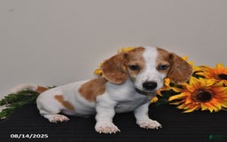 Miniature Dachshund dogs for sale: Oscar - Image 2