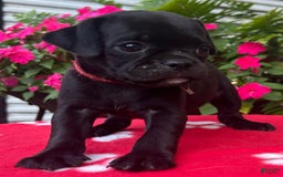 Puggle dogs for sale: Enzo - Image 3