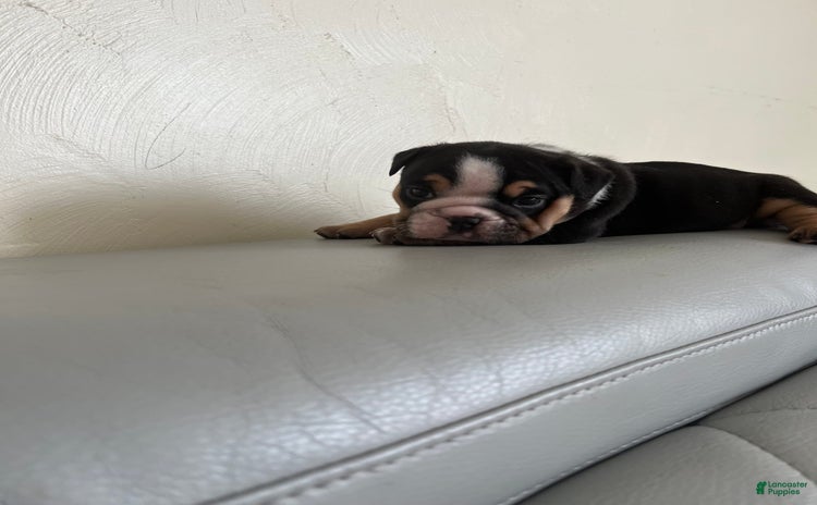 English Bulldog dogs for sale - Ad 5
