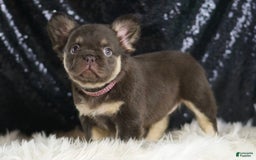 French Bulldog dogs for sale: Vegas - Image 1
