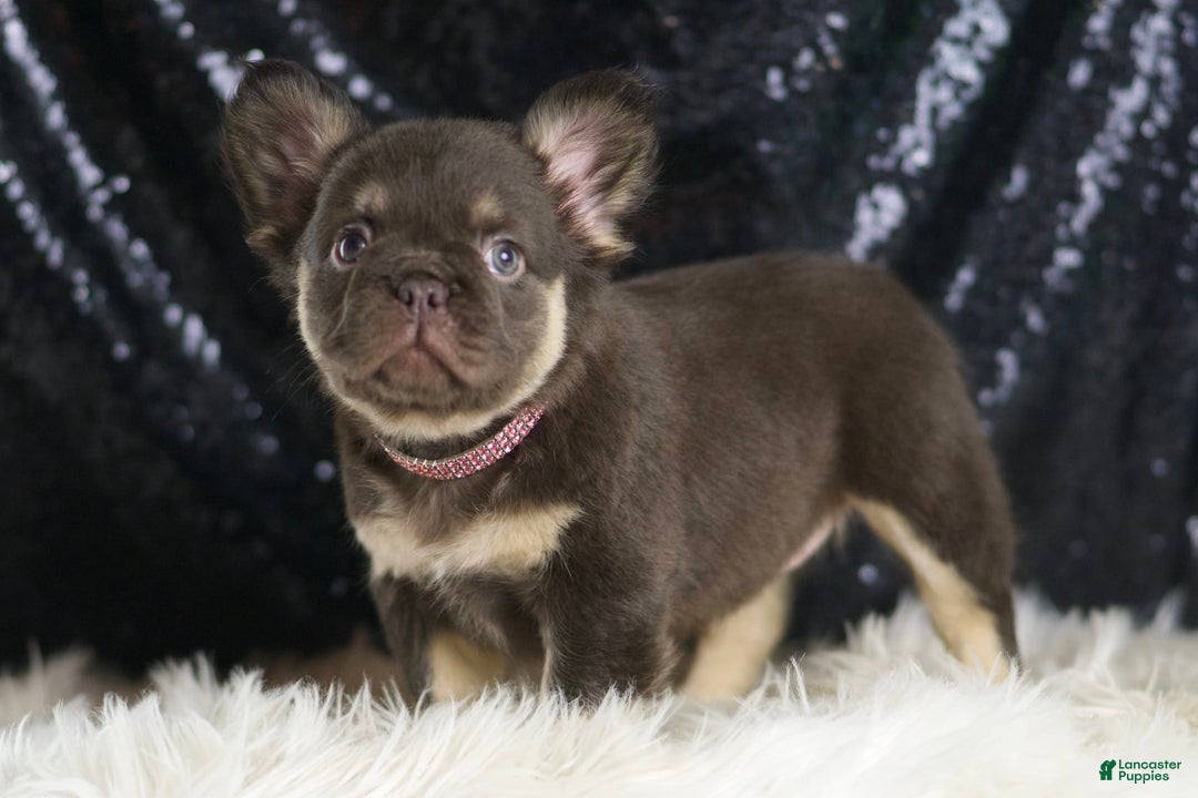 French Bulldog dogs for sale: Vegas - Image 1