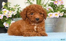 Miniature Poodle dogs for sale: Ranger - Image 4