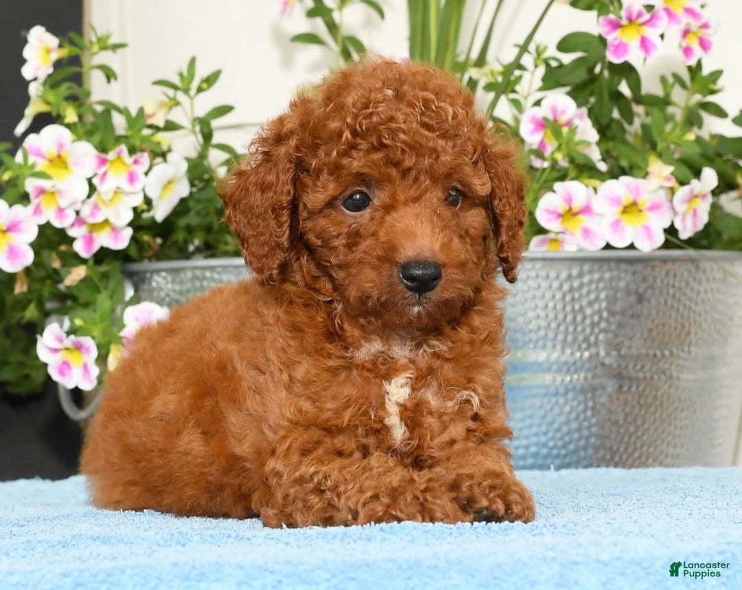Miniature Poodle dogs for sale: Ranger - Image 4