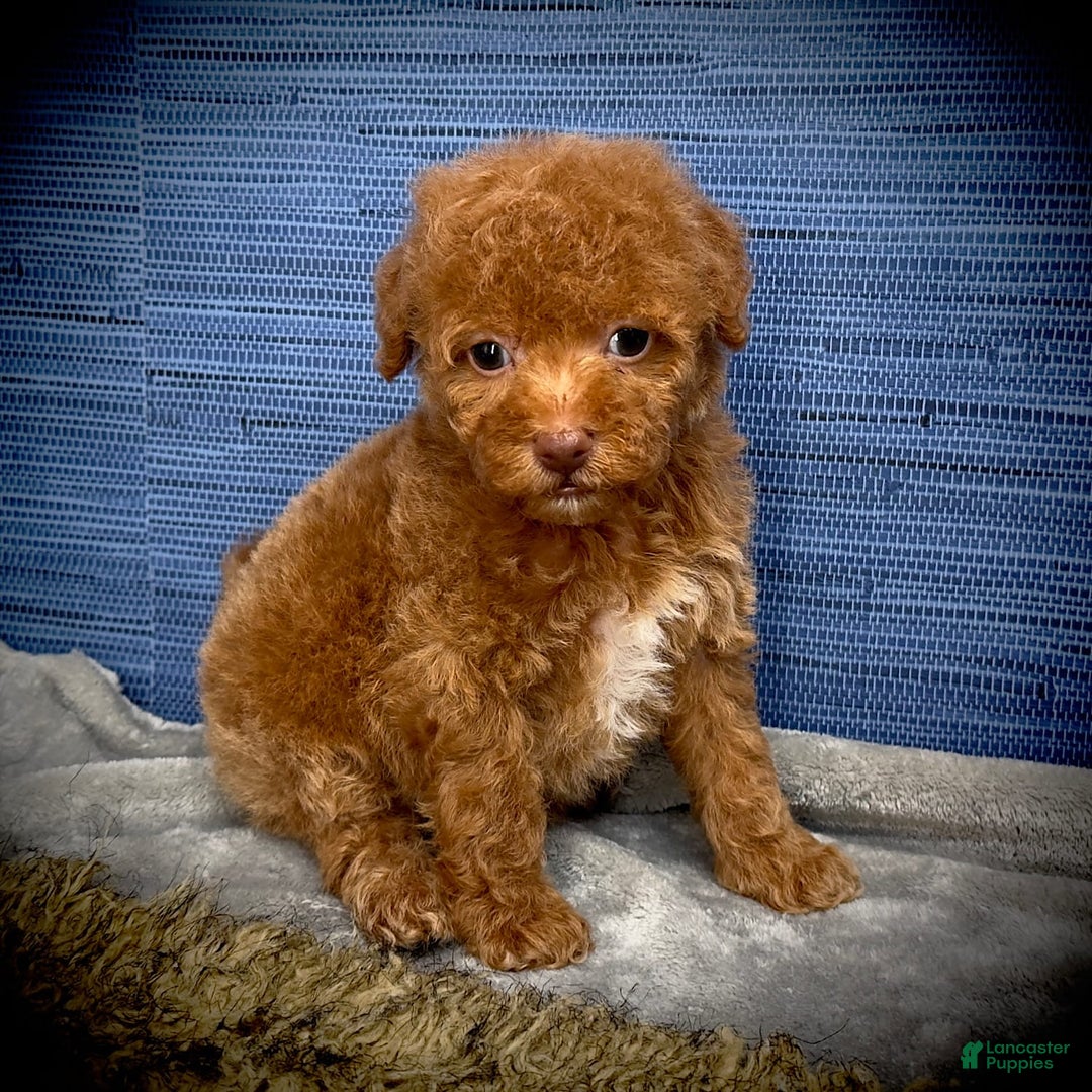 Maltipoo dogs for sale: Jamarion - Listing for pets: Jamarion, Wendy - Image 4