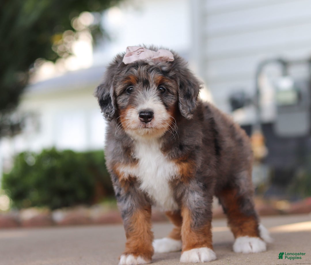 Mini Bernedoodle dogs for sale: Mini Bernedoodle 9 puppies - Image 5