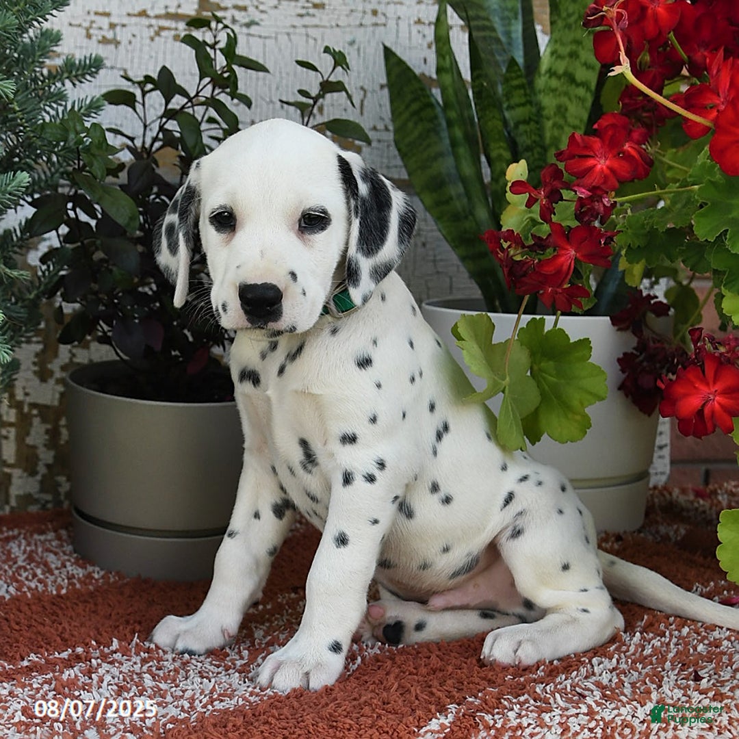 Dalmatian dogs for sale: Oscar - Image 2