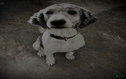Standard Poodle dogs for sale: Piglet - Image 4