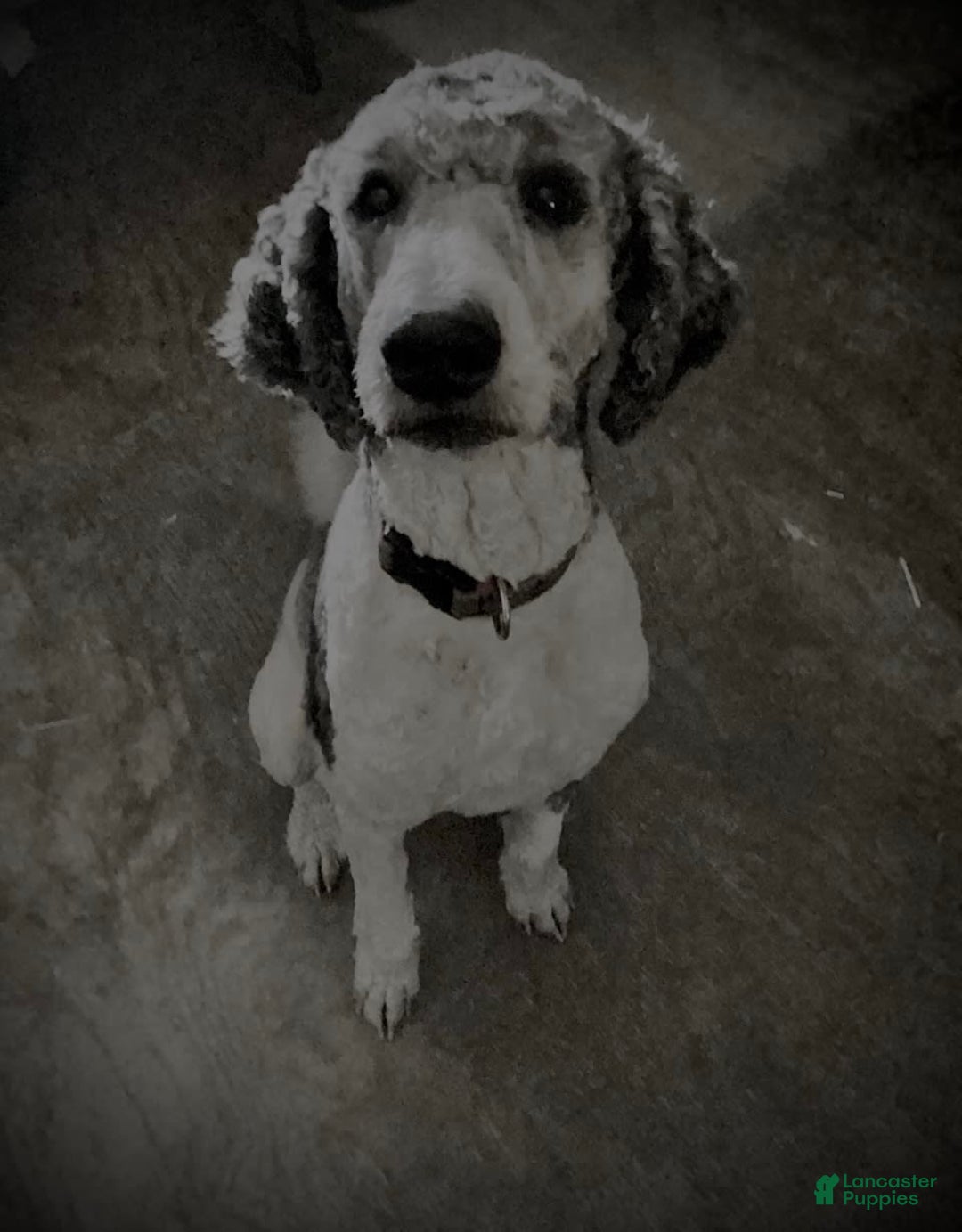 Standard Poodle dogs for sale: Piglet - Image 4