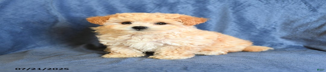 Delores