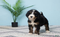 Bernedoodle dogs for sale: Chloe - Image 5