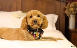 Mini Goldendoodle dogs for sale: Rio - Image 9
