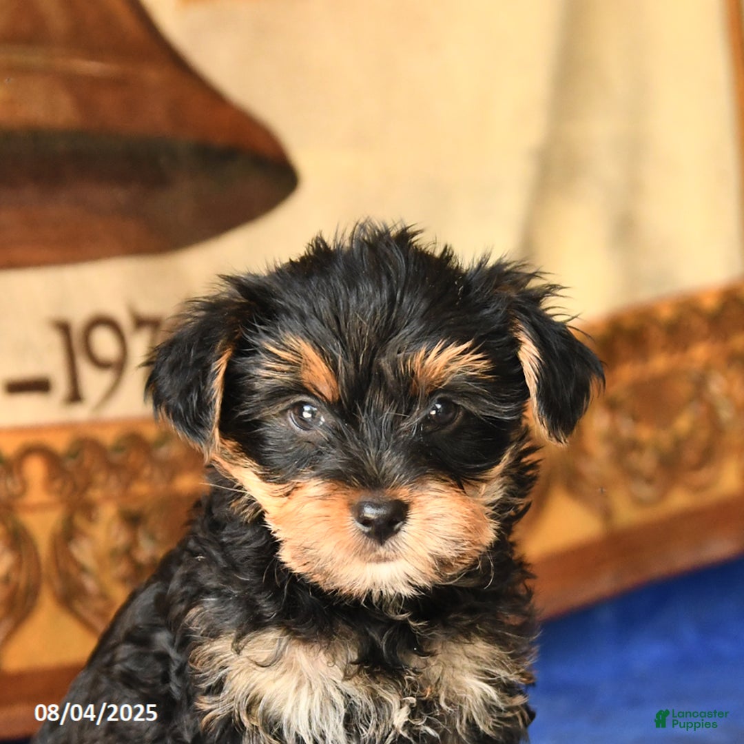 Yorkshire Terrier dogs for sale: Felix - Image 4