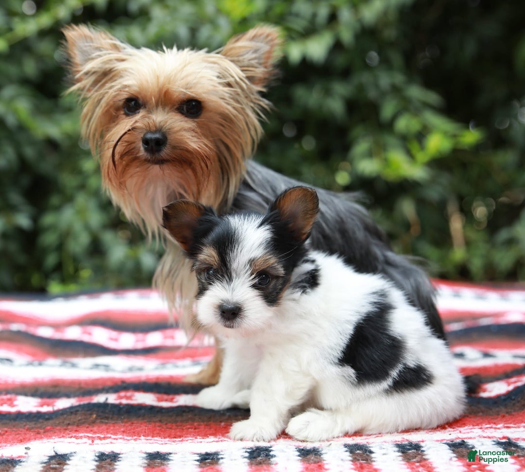 Yorkshire Terrier dogs for sale: Travis Teacup - Image 7