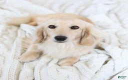 Dachshund dogs for sale: Deli - Image 6