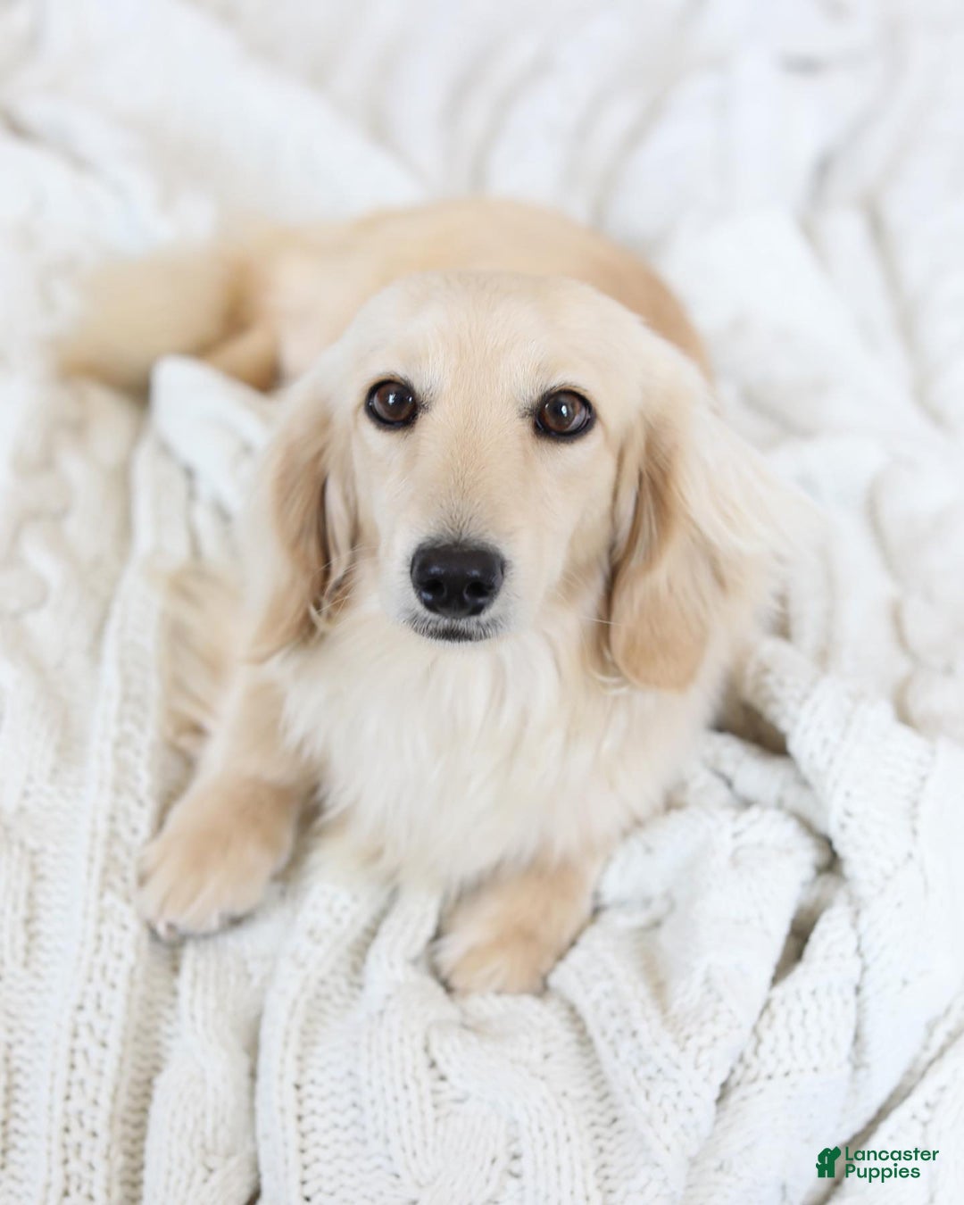 Dachshund dogs for sale: Deli - Image 6