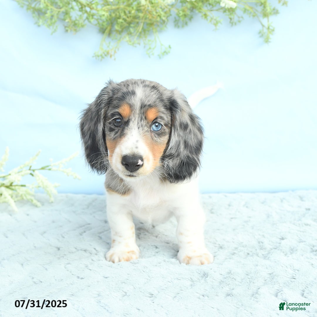 Miniature Dachshund dogs for sale: Korey - Image 5