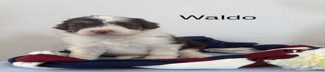 Waldo