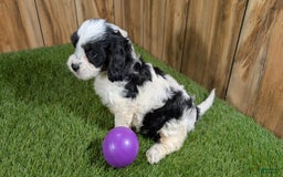 Cavapoo dogs for sale: Missy Girl 3 - Image 2