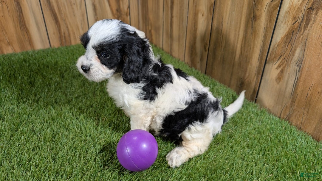 Cavapoo dogs for sale: Missy Girl 3 - Image 2
