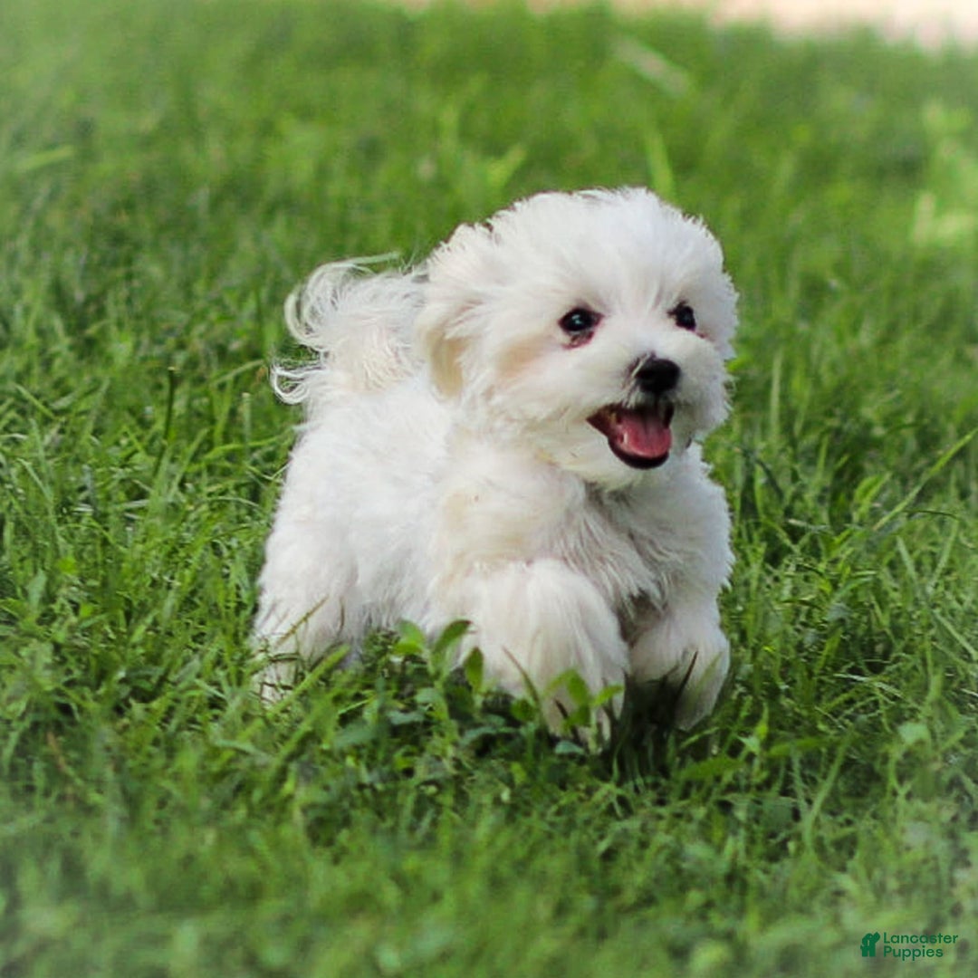 Maltese dogs for sale: Ash - Image 6