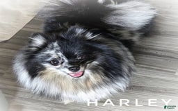 Pomeranian dogs for sale: Blue Eye - Blue Merle - Extreme Parti - Image 28