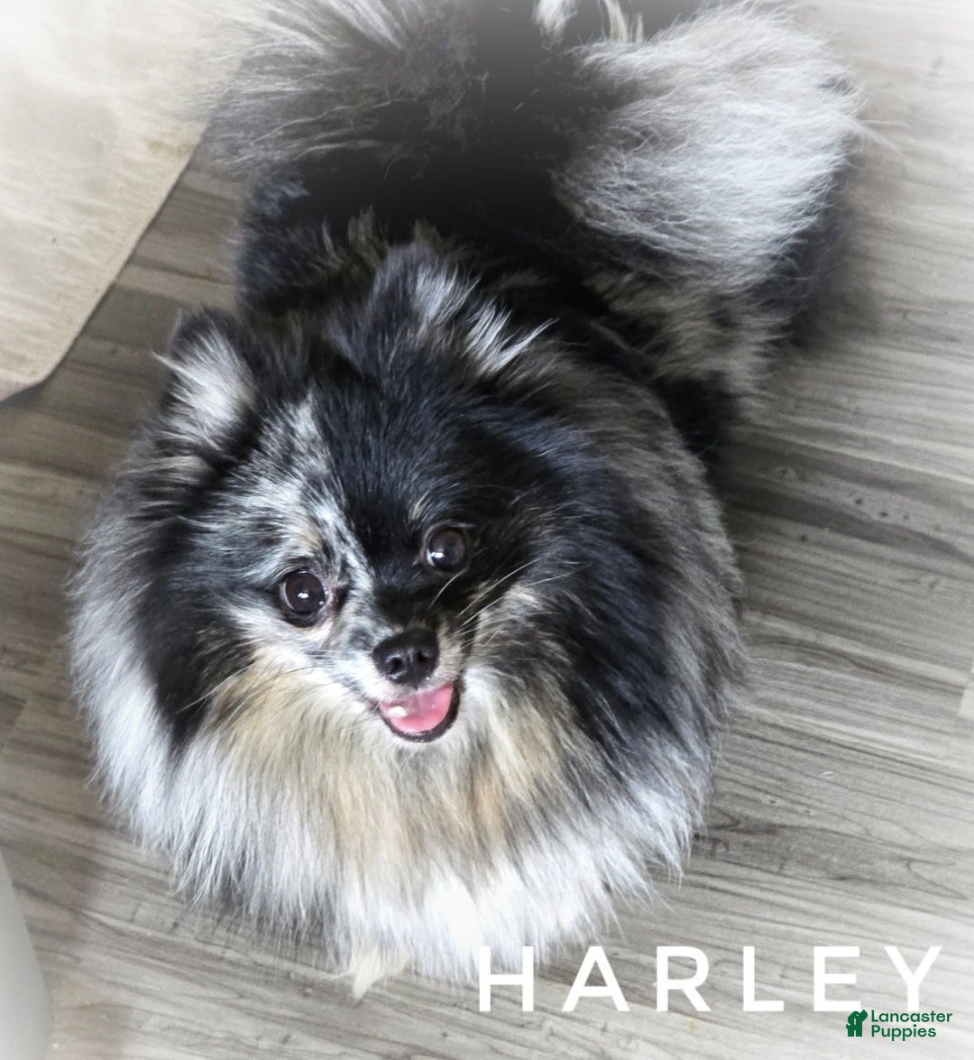 Pomeranian dogs for sale: Blue Eye - Blue Merle - Extreme Parti - Image 28