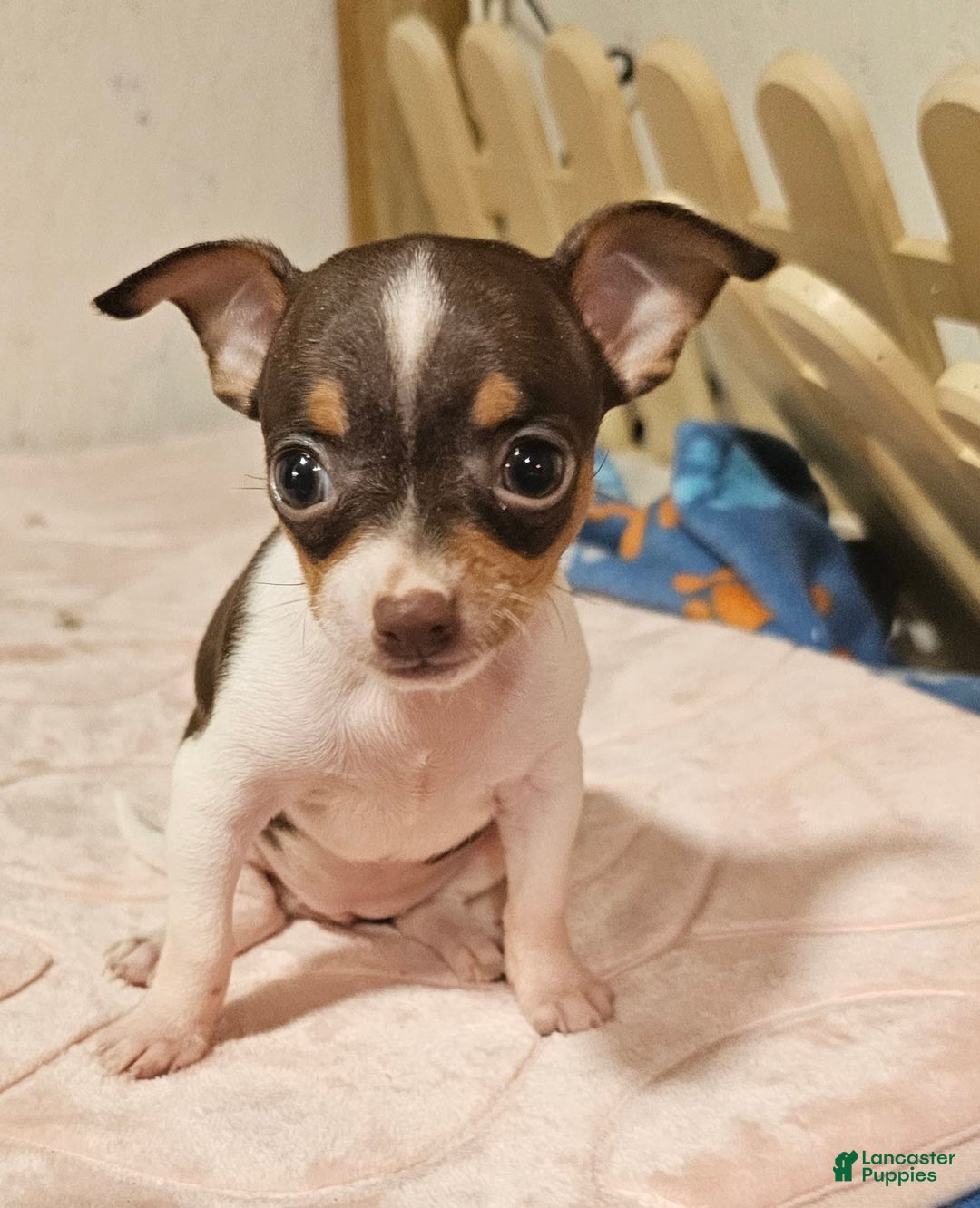 Chihuahua dogs for sale: Spunky - Image 1