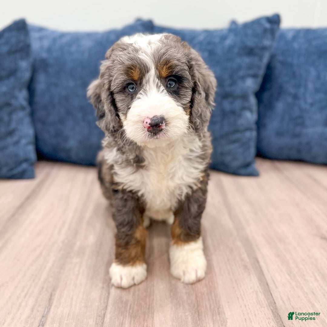 Mini Bernedoodle dogs for sale: Ringo - Image 5