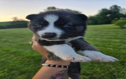 Siberian Husky dogs for sale: Sue - Image 1