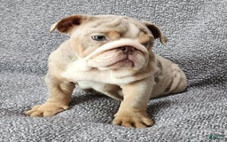 English Bulldog dogs for sale: Ollie - Image 10