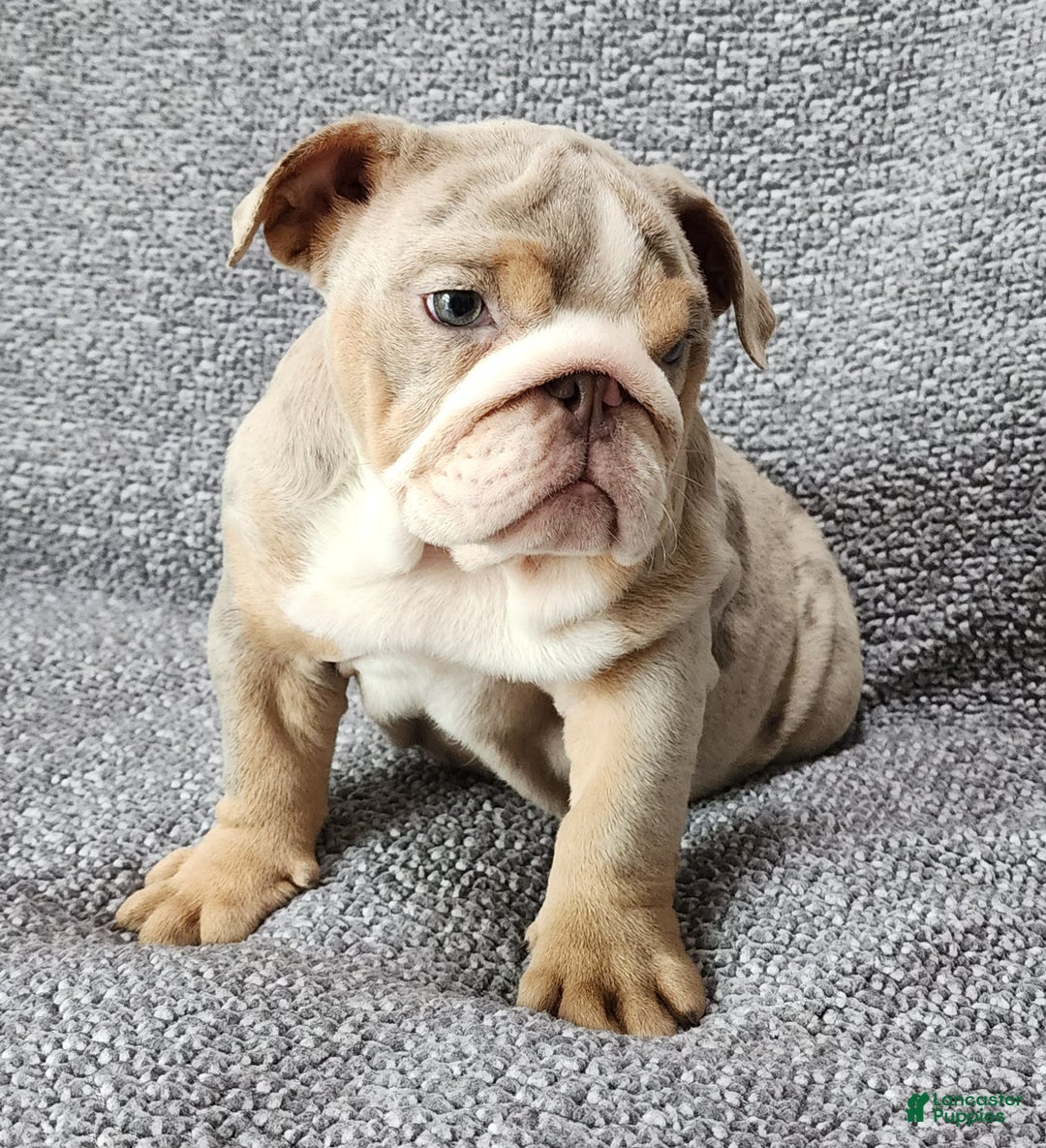 English Bulldog dogs for sale: Ollie - Image 10