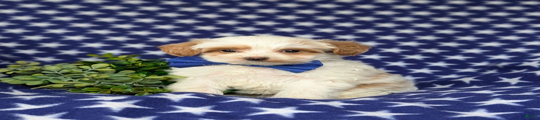 Dennis Hypoallergenic