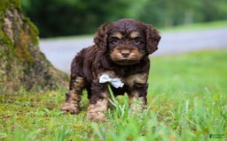 Cockapoo dogs for sale: Ace - Image 11
