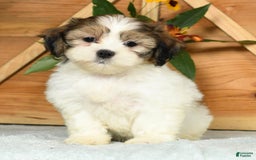 Teddy Bear dogs for sale: Sweetie - Image 6