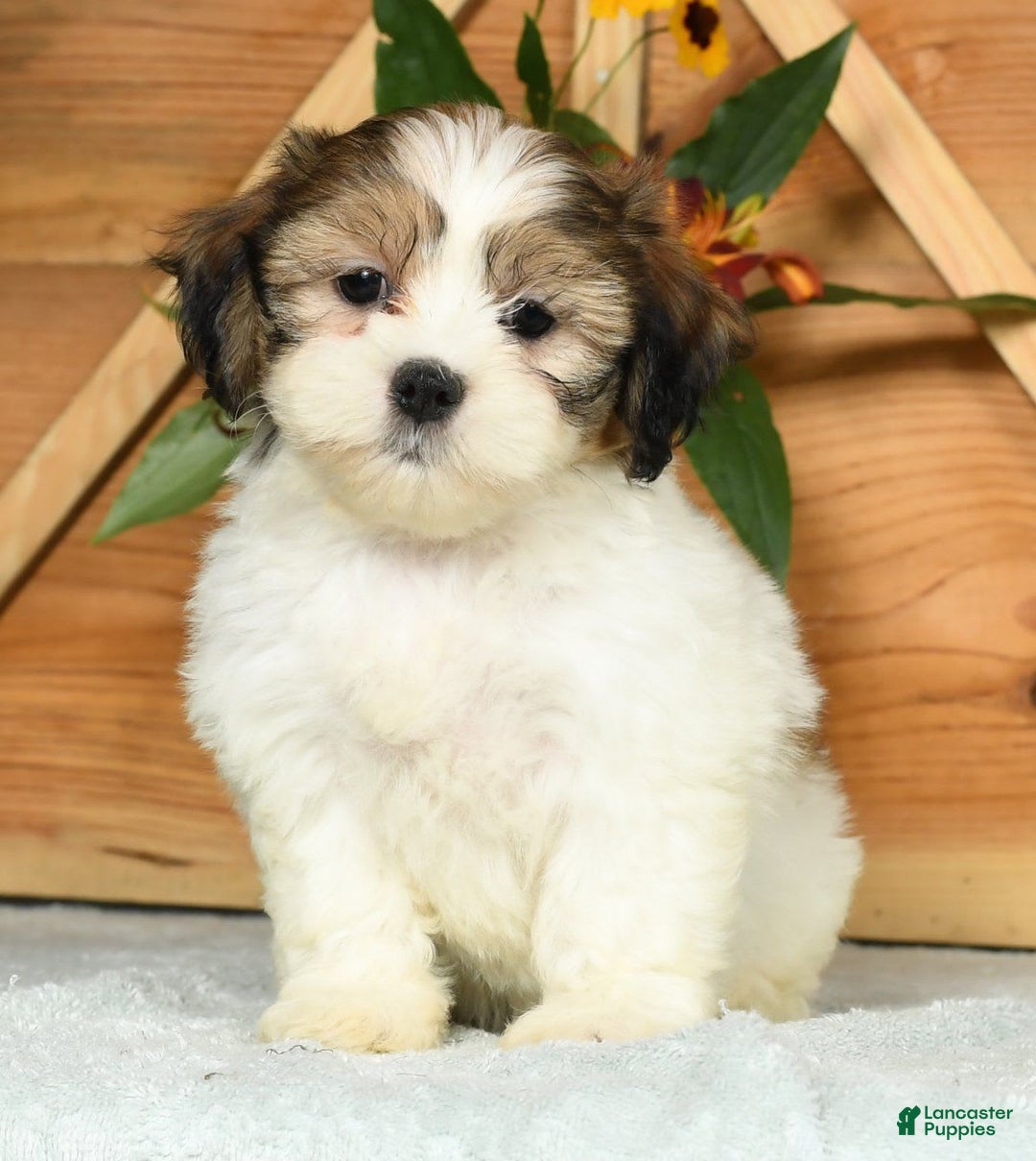 Teddy Bear dogs for sale: Sweetie - Image 6
