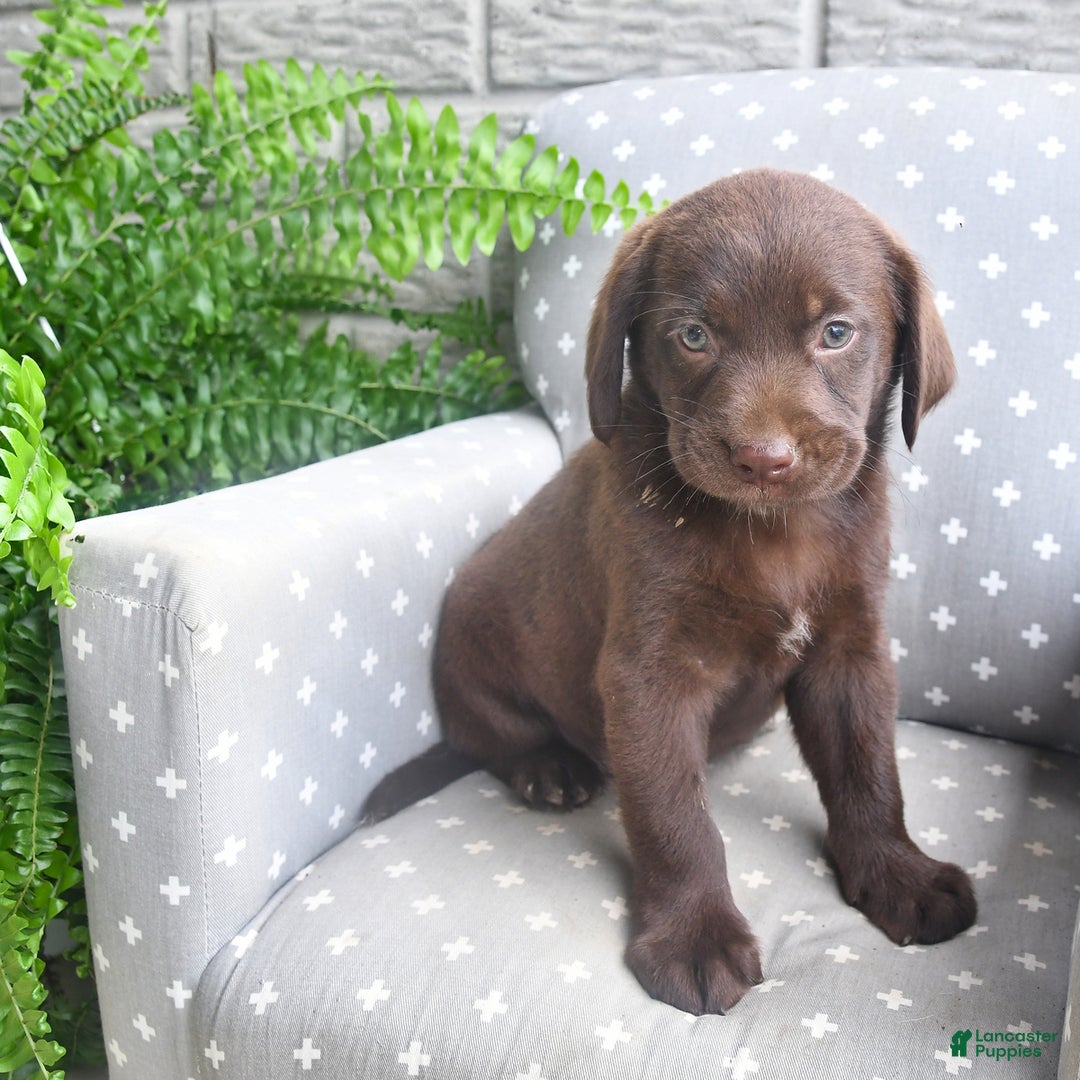 Labrador Retriever dogs for sale: Labrador Retriever 6 puppies - Image 14