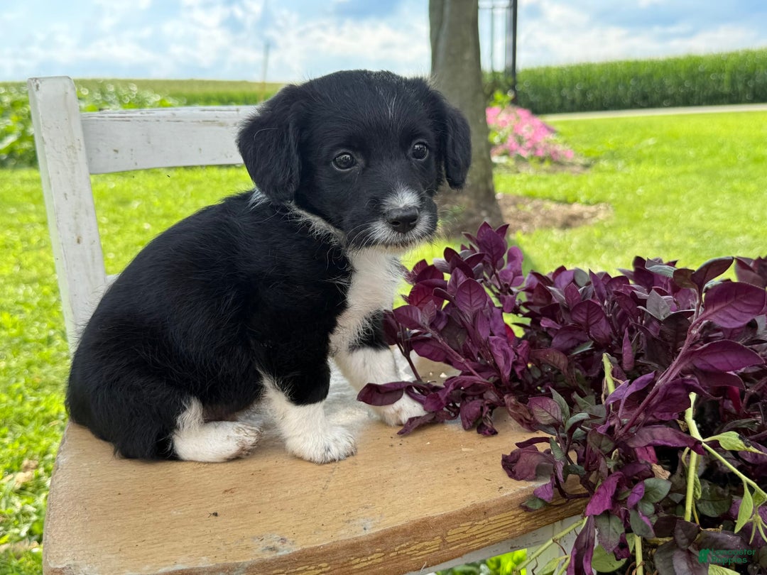 Welsh Corgi Pembroke dogs for sale: Welsh Corgi (Pembroke) 5 puppies - Image 20