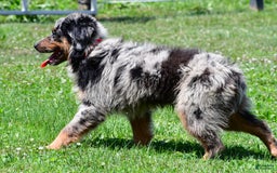 Miniature Australian Shepherd dogs for sale: Alex - Image 2