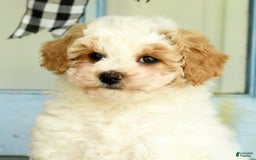 Havapoo dogs for sale: Daisy - Image 8