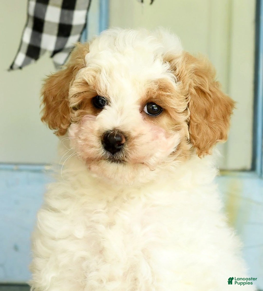 Havapoo dogs for sale: Daisy - Image 8