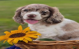 Cocker Spaniel dogs for sale: Fancy - Image 1