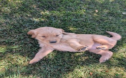 Golden Retriever dogs for sale: Golden Retriever 3 puppies - Image 2