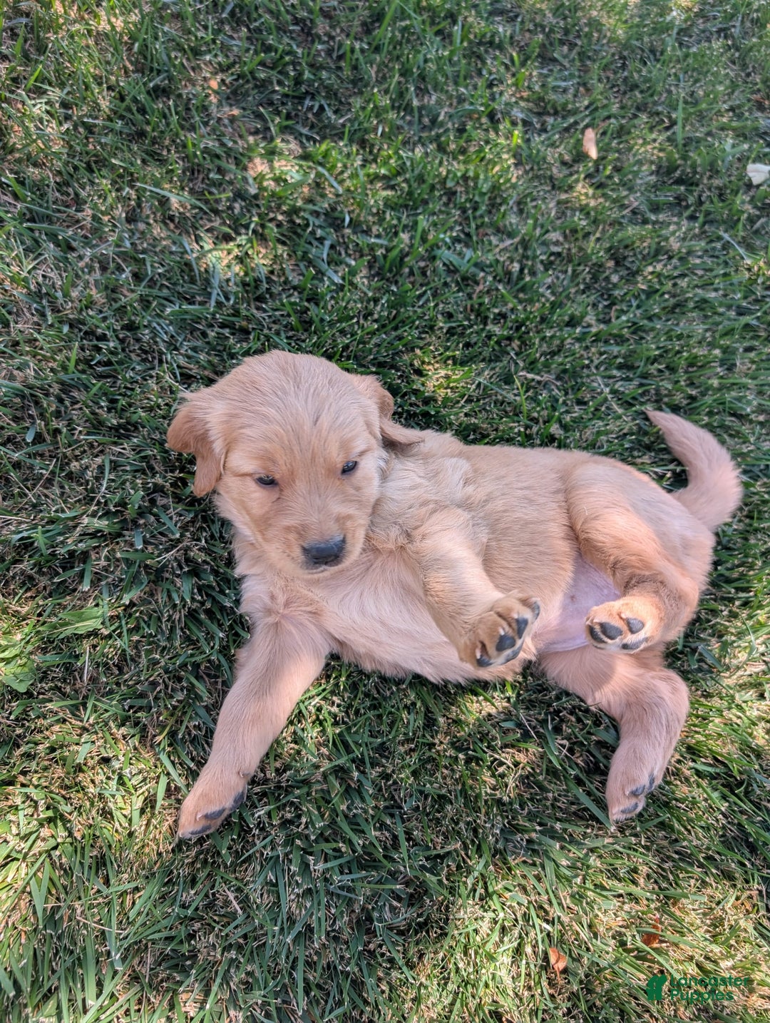 Golden Retriever dogs for sale: Golden Retriever 3 puppies - Image 2
